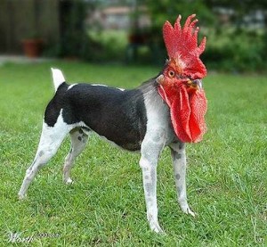A transitional animal found down the street