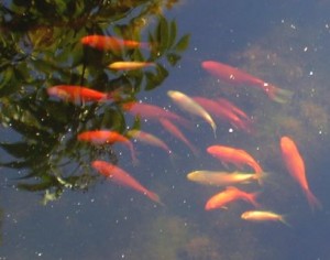 goldfish
